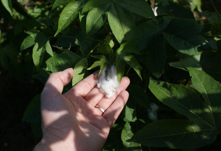 Sea Island Cotton